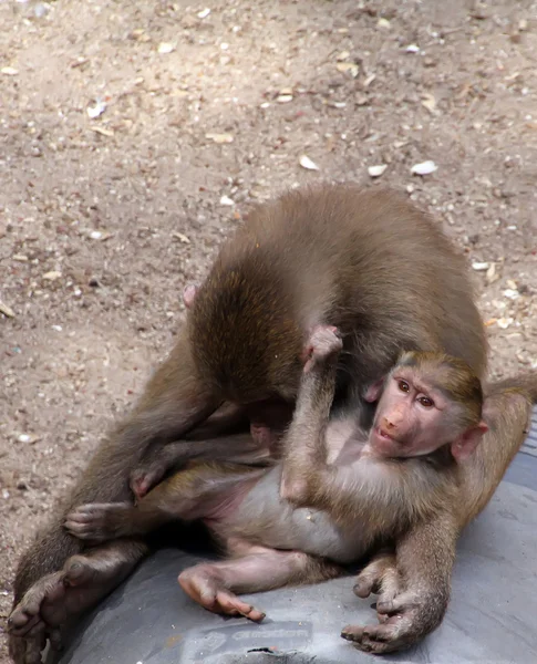 Papion com seu babuíno jovem — Fotografia de Stock