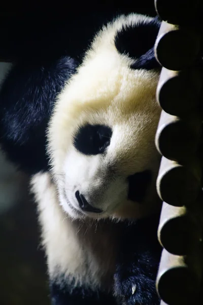 Panda descansando contra uma parede — Fotografia de Stock