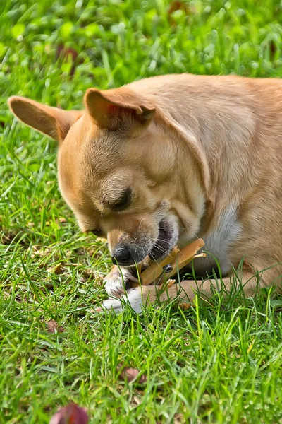 Young chihuahua biting clip — Stock Photo, Image