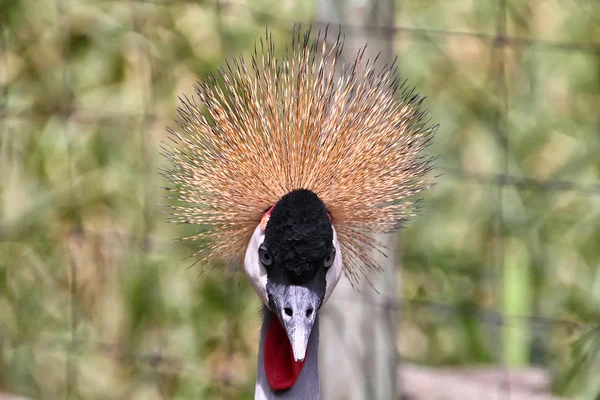 Beautiful and colorful Grey Crowned Crane — Stock Photo, Image