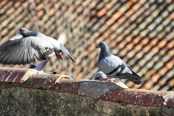 Palomas caminando por los antiguos tejados de las casas — Foto de Stock