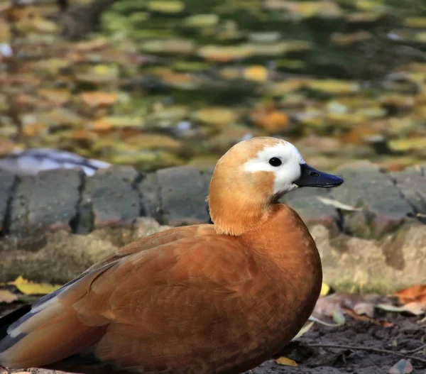 Patos de penas castanhas macias — Fotografia de Stock