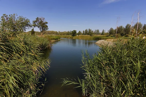 Charcas typical of reeds where many ducks — Stock Photo, Image