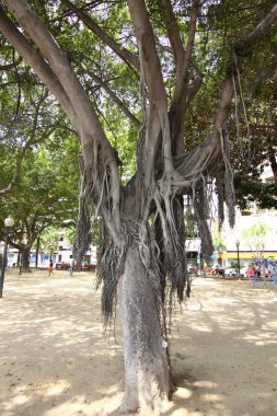 etkileyici ficus ağaç gövdesi