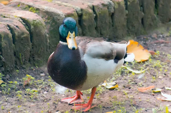 Pato de pescoço verde multicolor — Fotografia de Stock