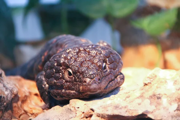 Gila monstruo Heloderma suspectum —  Fotos de Stock