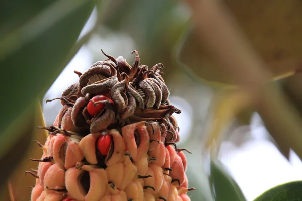 Semi di piante tropicali — Foto Stock