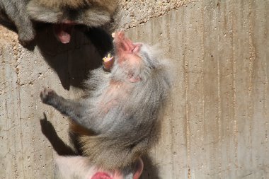 Papion baboons fighting over food clipart