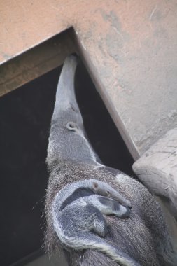 soydan gelen arka karınca yiyen