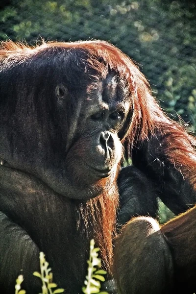 Orang-outan réfléchi au coucher du soleil — Photo