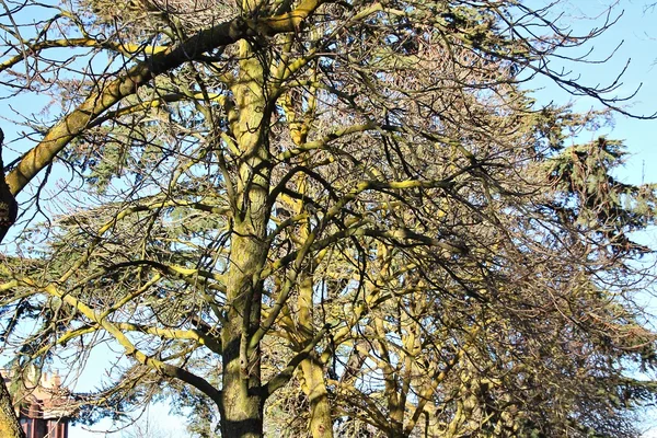 Großer blattloser Baum voller grünem Moos — Stockfoto
