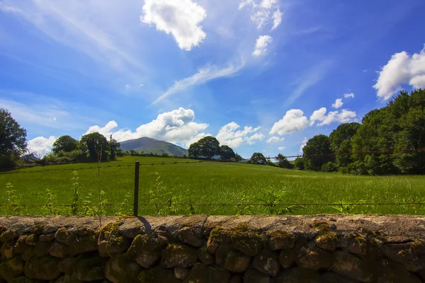 Green meadow in spring with blue sky and white clouds — Stock Photo, Image