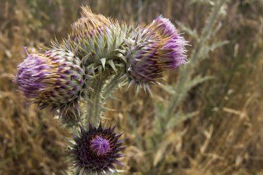 (Cirsium arvense) alanında güzel ve dikenli devedikeni