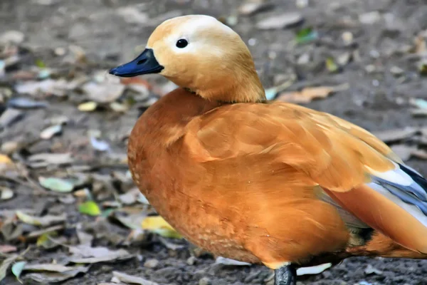 Patos de penas castanhas macias — Fotografia de Stock