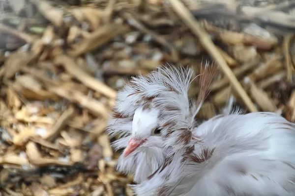 길고 흰 비둘기 깃털 — 스톡 사진