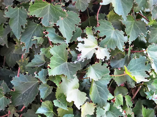 Vegetación atacada por orugas — Foto de Stock