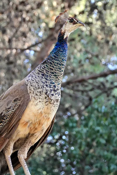 Güzel tavus kuşu — Stok fotoğraf