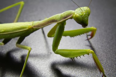 tatlı yeşil Mantis