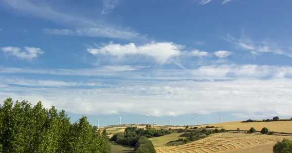 Champs de céréales avec un ciel bleu avec des nuages blancs — Photo