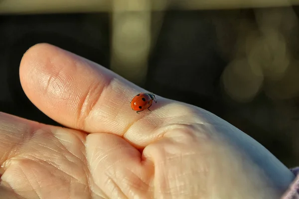 Ladybug on a hand — Stock Photo, Image