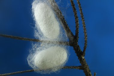silkworm cocoons in some branches clipart
