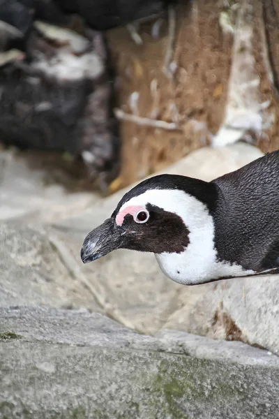 Magellanpinguine sympathisch — Stockfoto