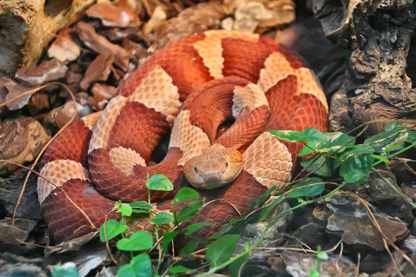 Red and white rings snake — Stock Photo, Image