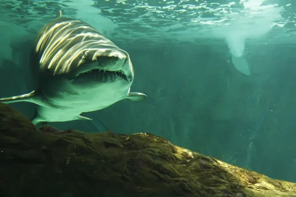 Huge bull shark swimming — Stock Photo, Image