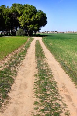 Kırsalda toprak yol perspektifi