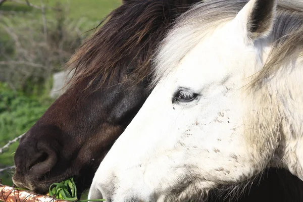 Hoofden van twee paarden samen een zwarte en een witte — Stockfoto