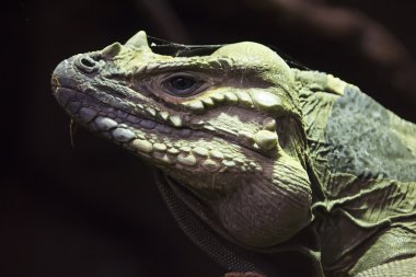 gergedan iguana