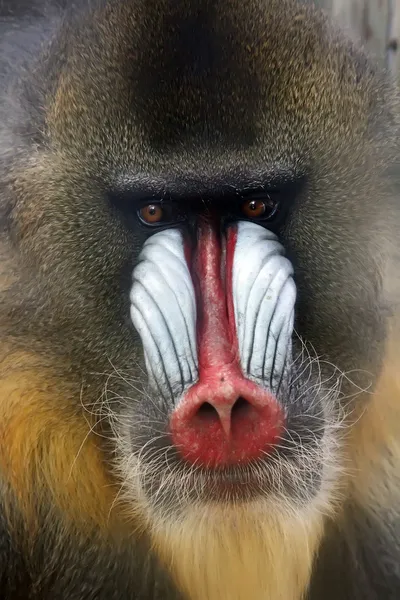 Stunning look of a baboon monkey — Stock Photo, Image