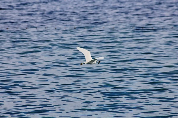 Bonito pájaro (Egretta garzetta) volando junto al agua de la s —  Fotos de Stock