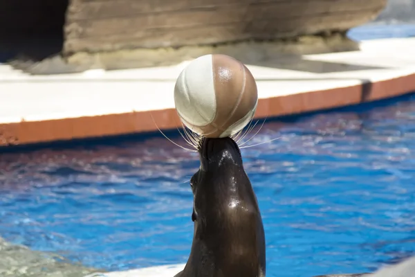 Fazendo leão marinho equilibrar uma bola em seu nariz — Fotografia de Stock