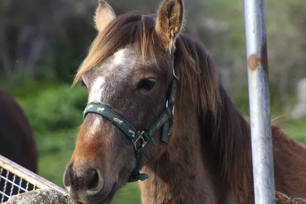 Hübsche Pony braune und weiße Flecken — Stockfoto