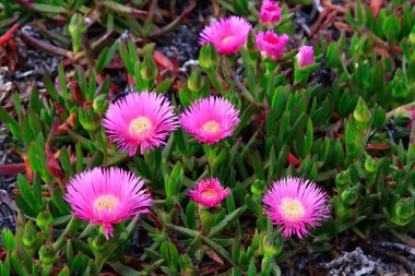 ince yaprakları güzel pembe çiçekler