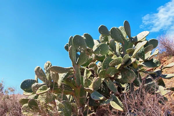 Alte wilde Kaktusfeigen mit blauem Himmel Hintergrund — Stockfoto