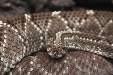 kıvrılmış korkunç çıngıraklı yılan