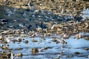 martıların Denizi sahilinde kayaların üzerinde etkileyici grup
