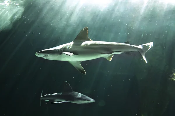 Huge bull shark swimming — Stock Photo, Image