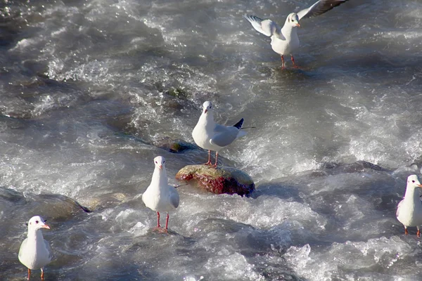 Impresionante grupo de gaviotas en las rocas en la orilla del mar — Foto de Stock