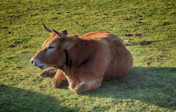 Hatalmas barna tehén, pihen, fekszik forraljuk — Stock Fotó