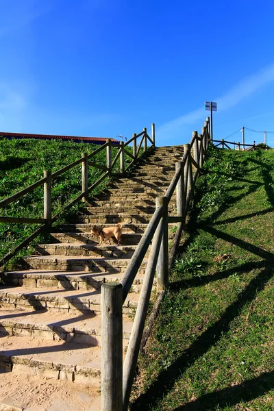 Лестница на пляж с деревянными перилами — стоковое фото