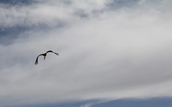 Black and white heron flying — Stock Photo, Image