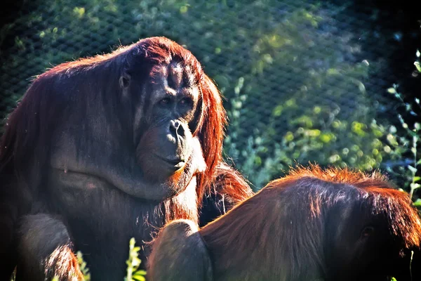 Gün batımında düşünceli orangutan — Stok fotoğraf