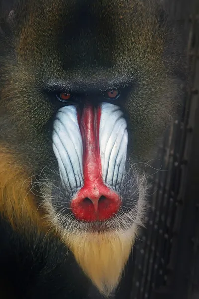 Потрясающий вид обезьяны-бабуина — стоковое фото