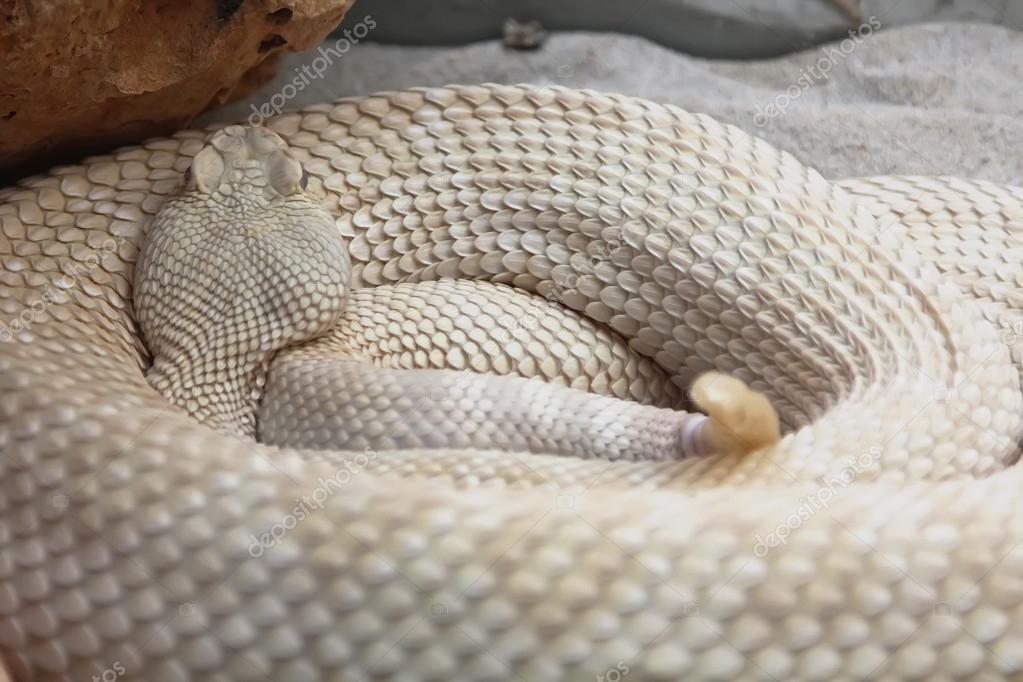 White Snake Stock Photo by ©James633 29178839