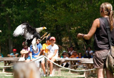 kadın Şahinle kuşları görüntüsünü bir