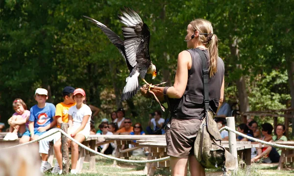 Woman falconry a display of birds of prey — Stock Photo, Image