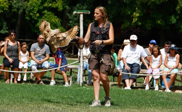 Nainen Falconry näyttö petolintujen — kuvapankkivalokuva